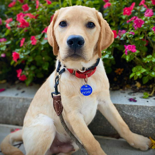 SD Blaze-Service Dog