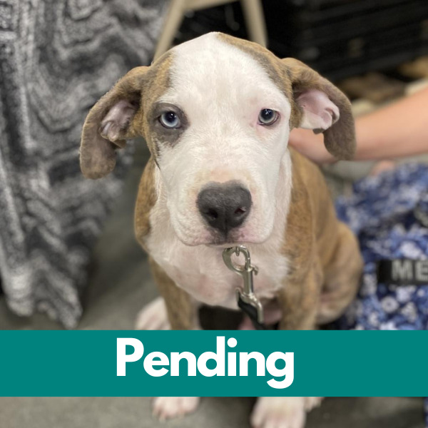 SD Jeremiah Pending
