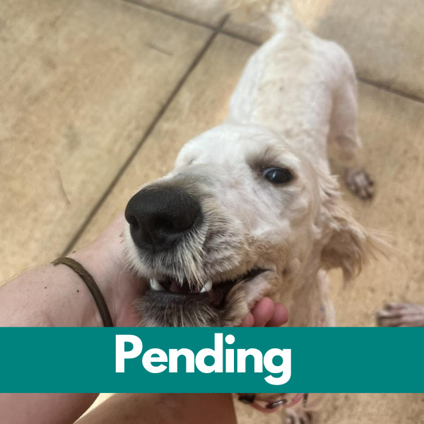 SD Flora-Pending