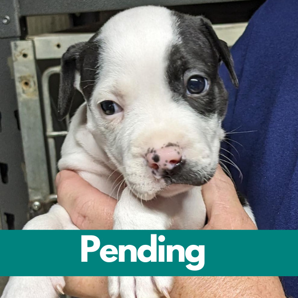 SD Minnie Adi-Pending