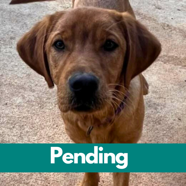 SD Harvey-Pending