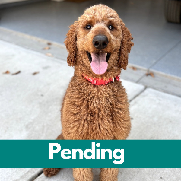 SD Tommy-Pending