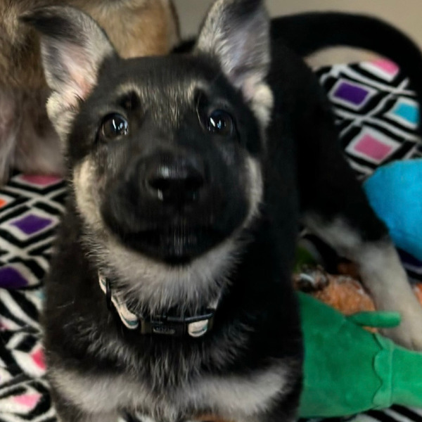 SD Stella GSD