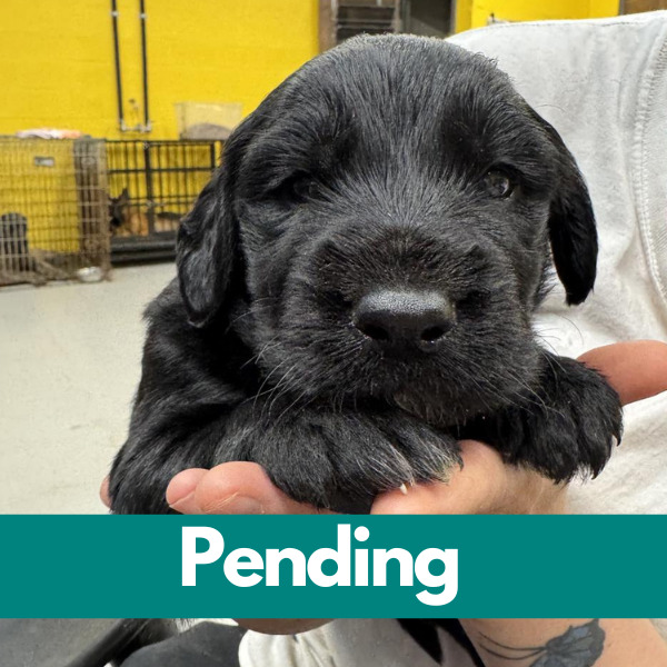 SD Finley-pending