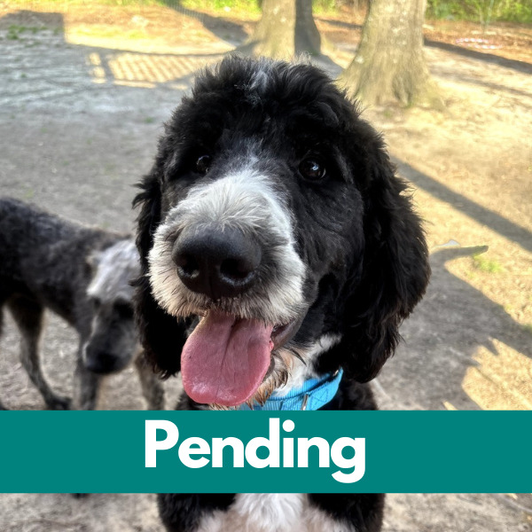 SD Toby-pending