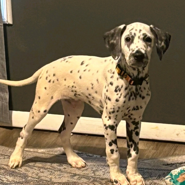 SD Blaze Dalmation