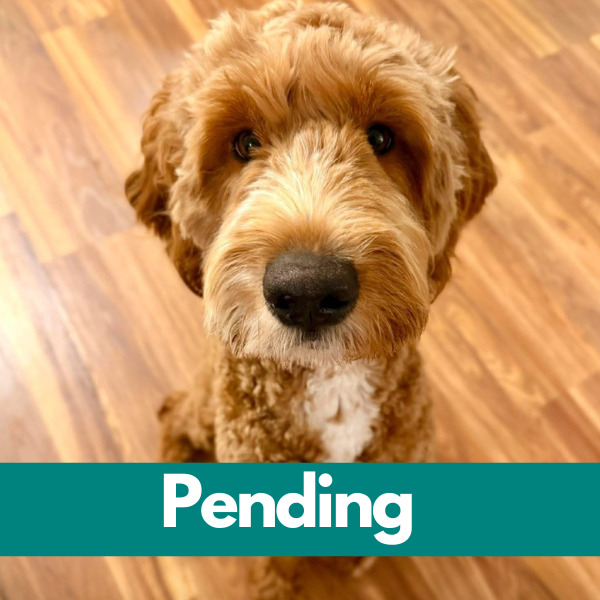 SD Rocky-Pending