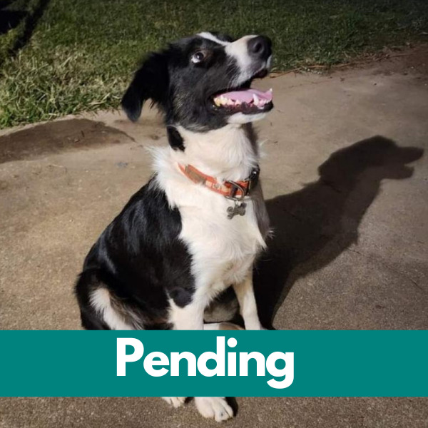 SD Momma June-Pending
