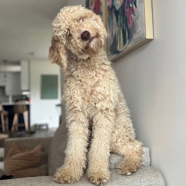 SD Teddy