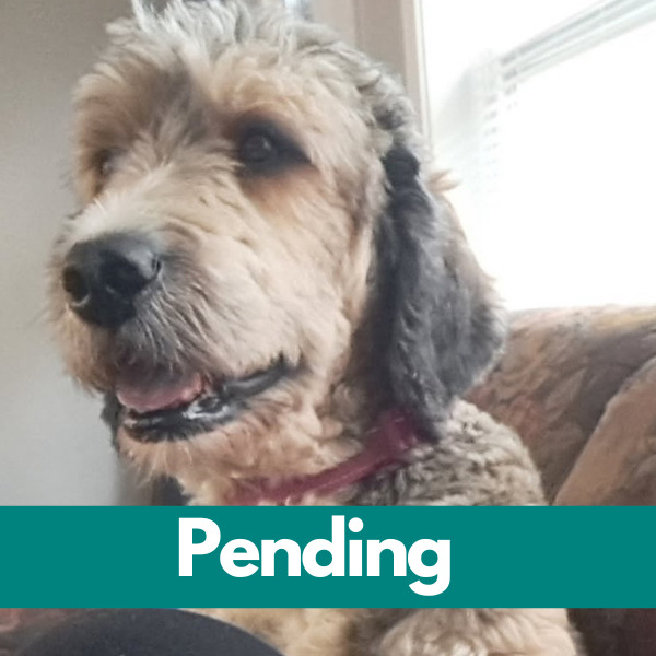 SD Brenna-pending