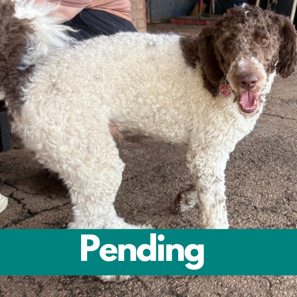 SD Rocky Moo- pending