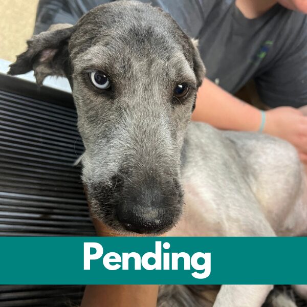 SD ANdy-pending