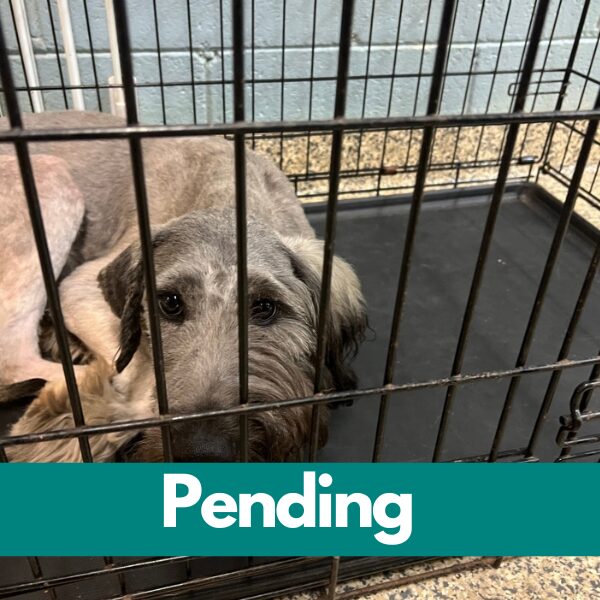 SD Axel pending
