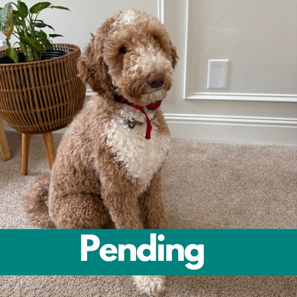 SD Beckham - pending
