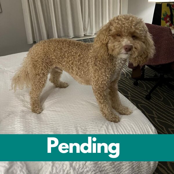 SD Bentley - pending