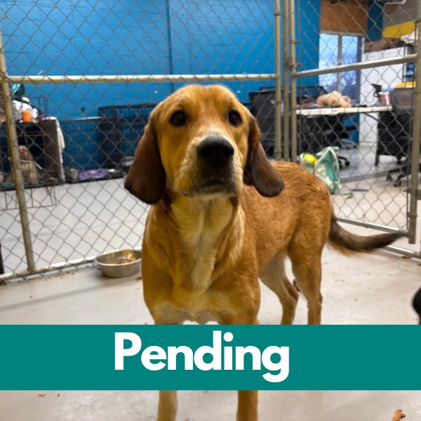 SD Buttercup - pending