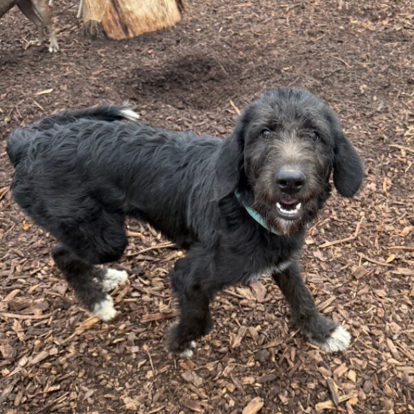 Dublin-PENDING - 2026-05-15T112505.533