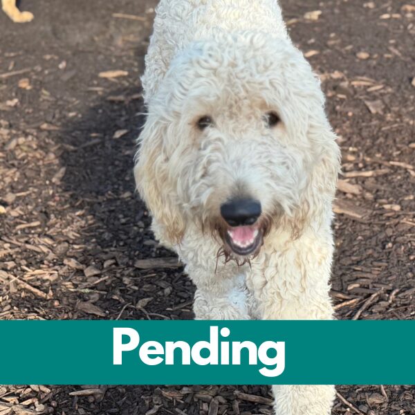 SD Falkor - pending