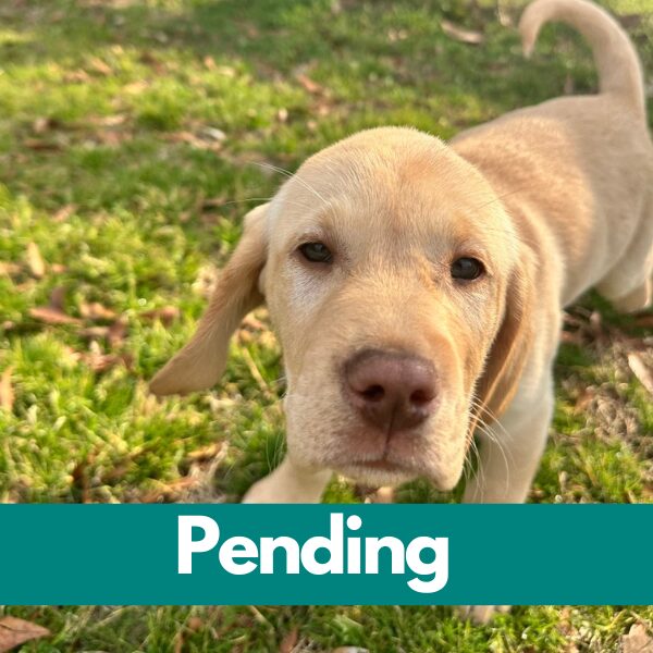 SD Haddie - pending