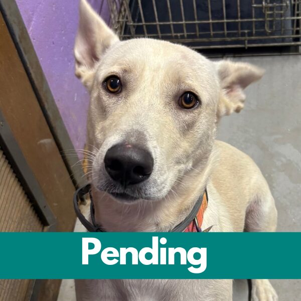 SD Juno - pending