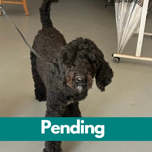 SD Lexi - pending