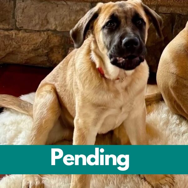 SD Maita - pending