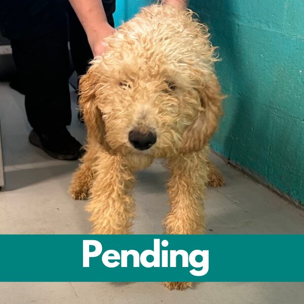 SD Milo - pending