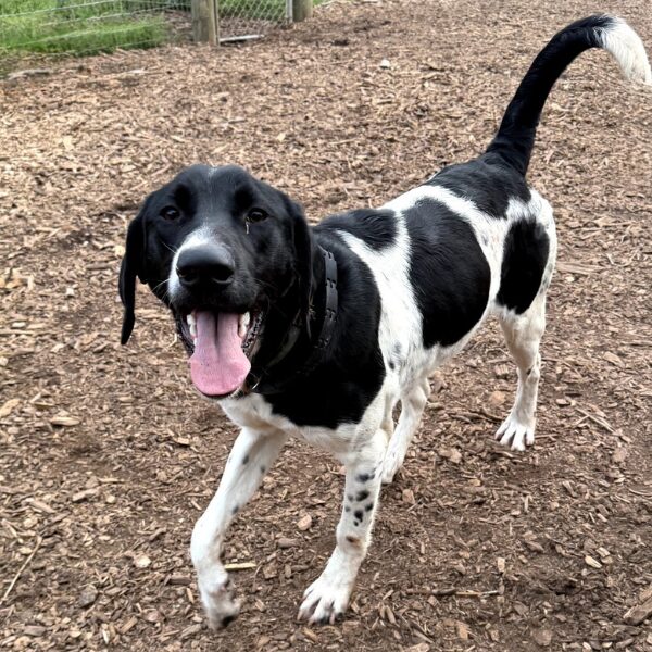 SD Scout Pup