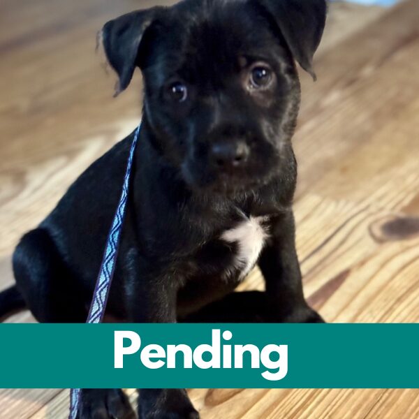 SD Ziti - pending