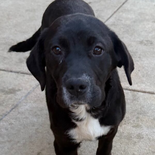 SD Penelope Pup