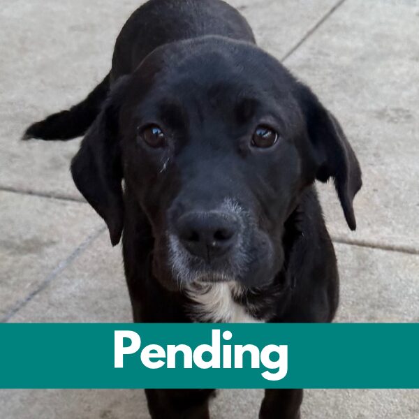 SD penelope pup - pending